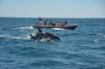 Observação de golfinhos e visita às caves costeiras de Albufeira